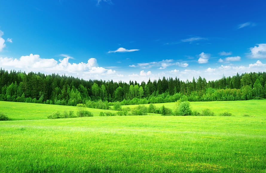 Vast Green Meadow with Dense Forest Under a Bright Blue Sky HD wallpaper
