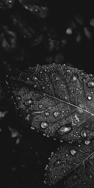 Black and white macro photography of a leaf covered in water droplets HD phone wallpaper