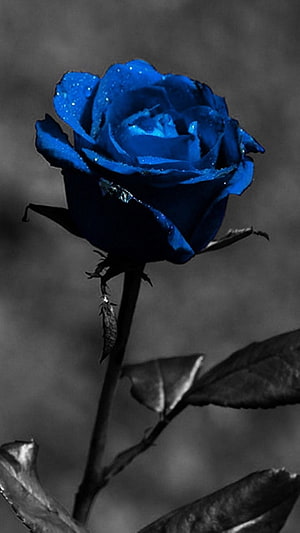 Vibrant Blue Rose in Black and White Setting with Water Droplets HD phone wallpaper