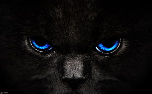 Close-up of a black cat with intense glowing blue eyes in dramatic low light HD wallpaper