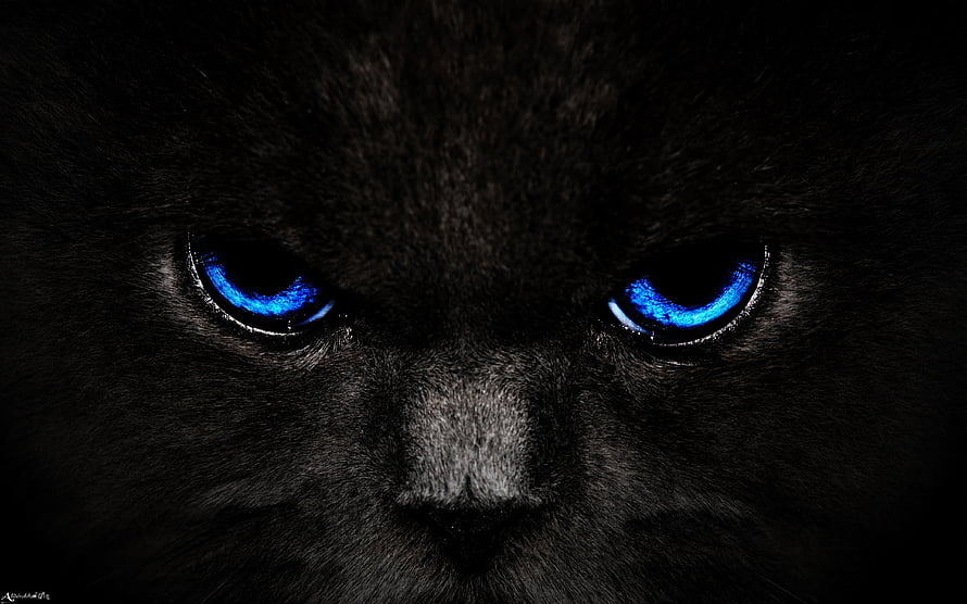 Close-up of a black cat with intense glowing blue eyes in dramatic low light HD wallpaper