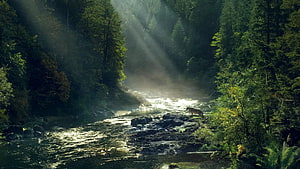 Far Cry 5 Wolf Standing on Rocky Riverbank in Sunlit Forest HD wallpaper