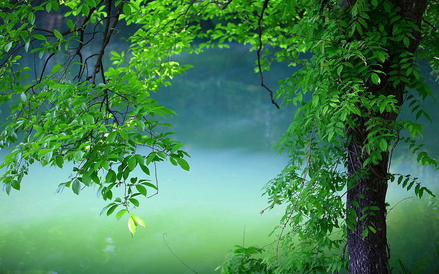 Lush Green Tree Branches Framing a Misty Forest Landscape in Summer HD wallpaper