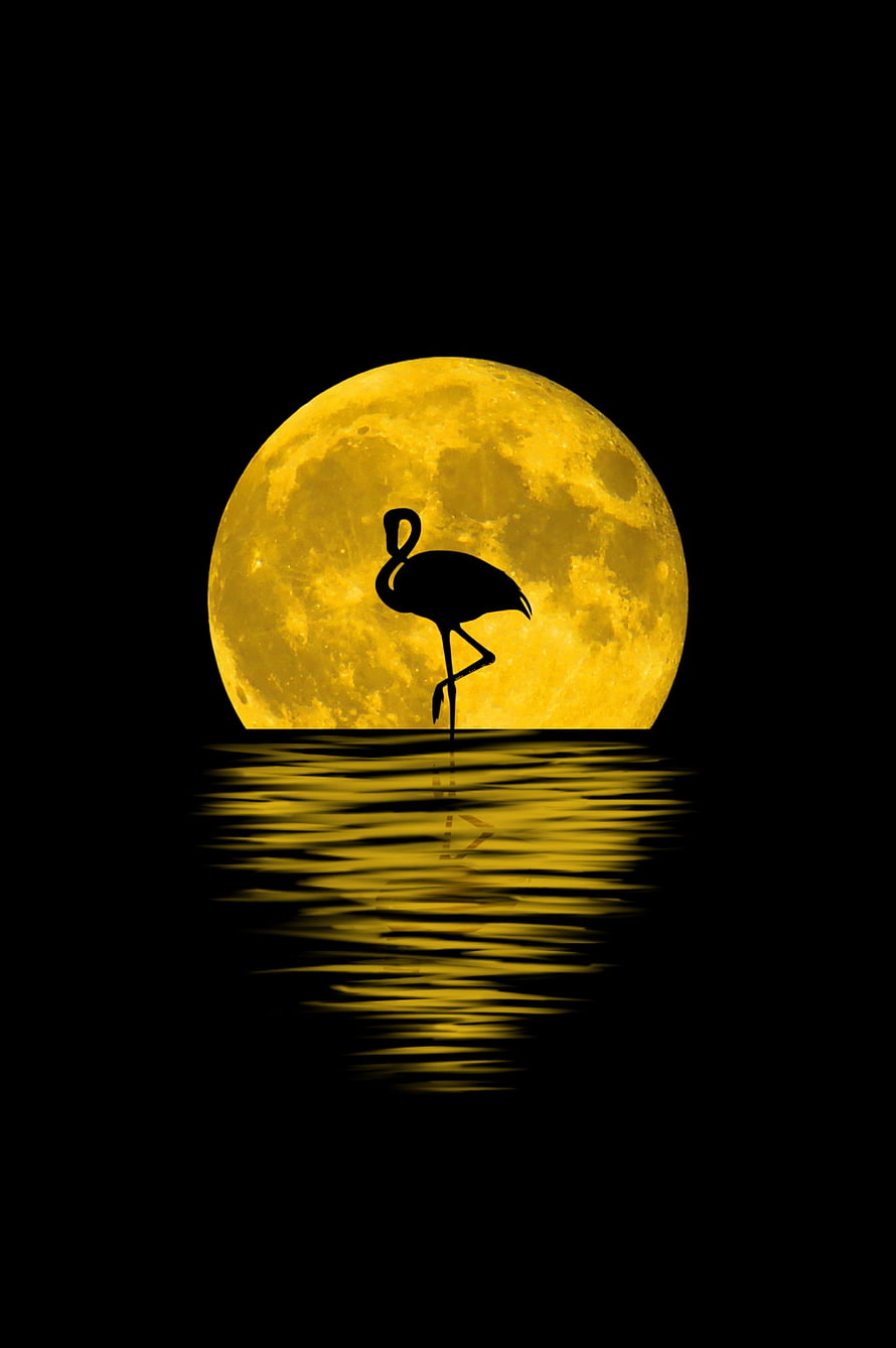 Flamingo Silhouette Standing in Water Before a Large Golden Full Moon at Night HD phone wallpaper
