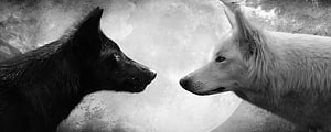 Black and White Wolves Facing Each Other in Front of a Full Moon HD wallpaper