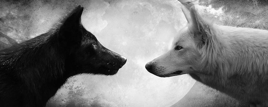 Black and White Wolves Facing Each Other in Front of a Full Moon HD wallpaper
