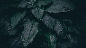 Dark Tropical Plant Leaves Aesthetic Background HD wallpaper
