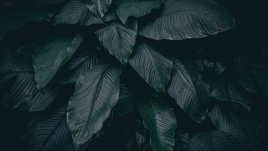 Dark Tropical Plant Leaves Aesthetic Background HD wallpaper