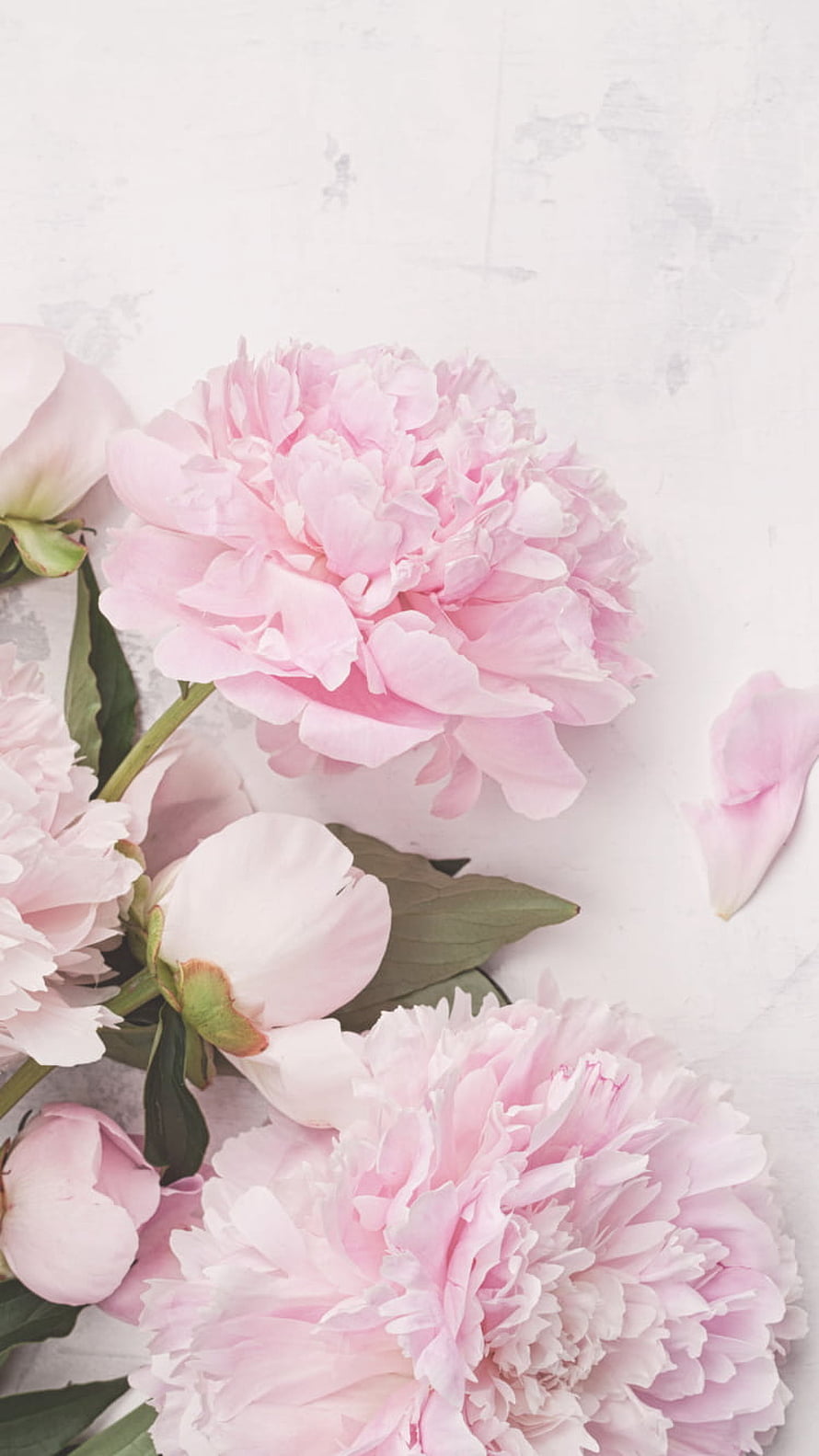 Delicate Pink Peonies with Soft Petals on a White Marble Surface HD phone wallpaper