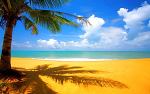 Turks and Caicos tropical beach with palm tree shadow on golden sand and turquoise ocean HD wallpaper