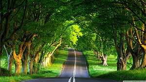 Serene Country Road Tunnel of Lush Green Trees and Sunlight HD wallpaper