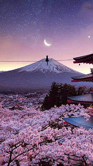 Black Cat Sitting on Wire with Mount Fuji and Cherry Blossoms Under Starry Night Sky HD phone wallpaper