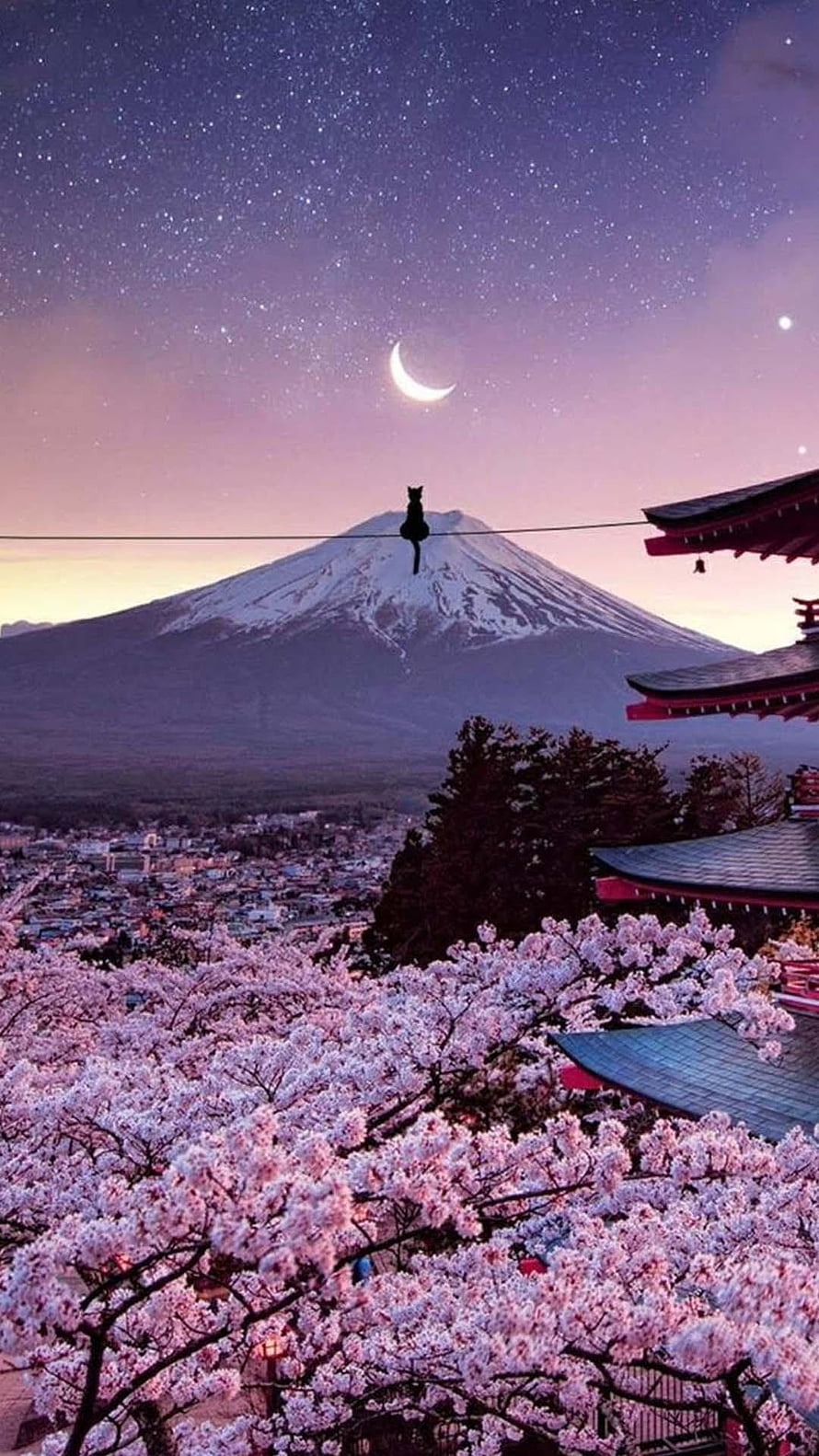 Black Cat Sitting on Wire with Mount Fuji and Cherry Blossoms Under Starry Night Sky HD phone wallpaper