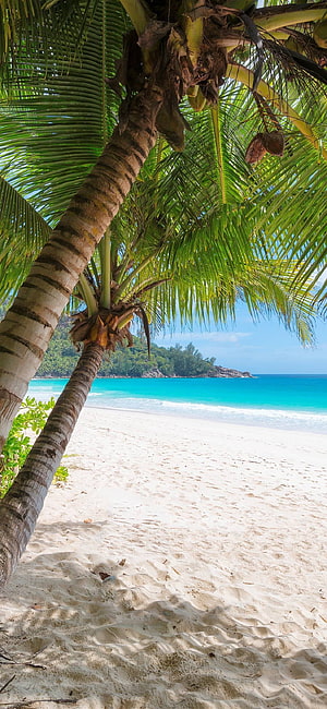 Tropical Beach With Palm Trees And Turquoise Ocean Water HD phone wallpaper
