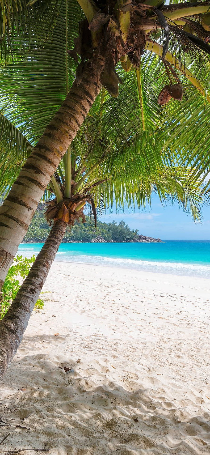 Tropical Beach With Palm Trees And Turquoise Ocean Water HD phone wallpaper