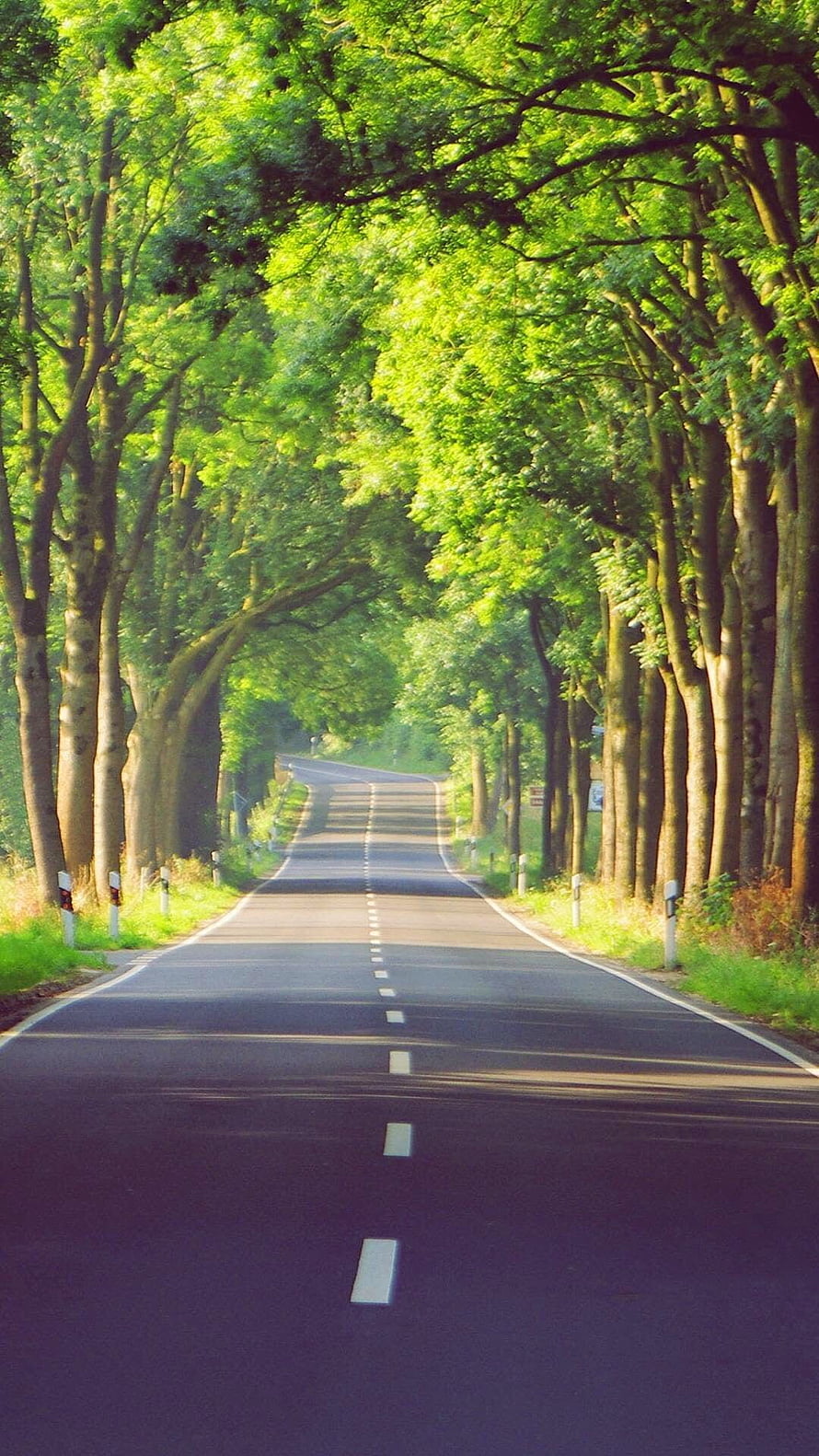 Serene Country Road Lined With Tall Green Trees And Dappled Sunlight HD phone wallpaper