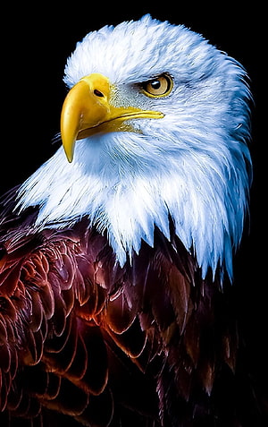 Majestic Bald Eagle Portrait With White Head And Yellow Beak On Black Background HD phone wallpaper