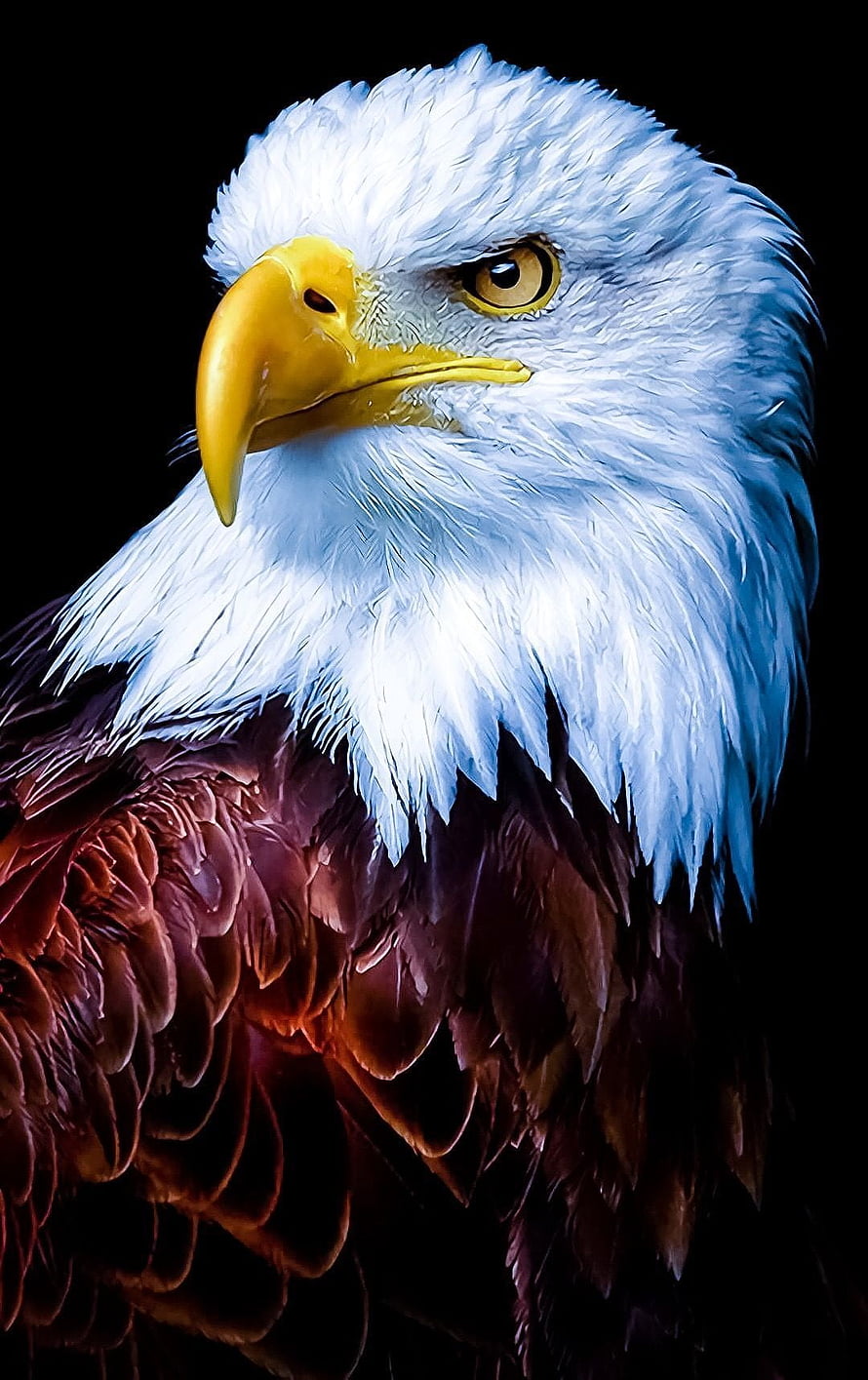 Majestic Bald Eagle Portrait With White Head And Yellow Beak On Black Background HD phone wallpaper