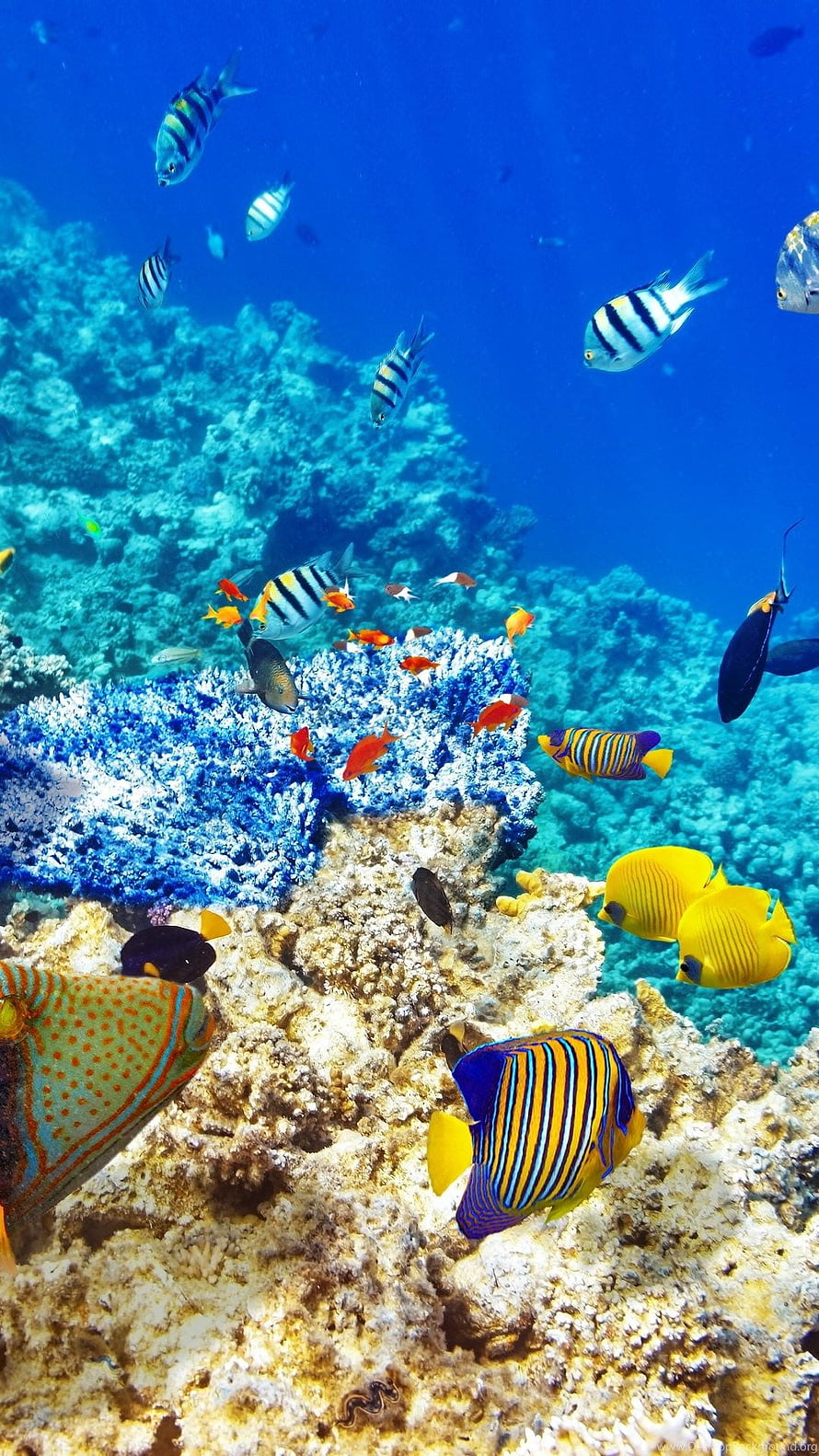Vibrant Tropical Fish Schooling Over a Colorful Coral Reef in Clear Blue Ocean Water HD phone wallpaper