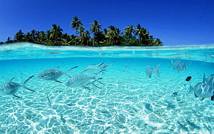 Tropical Island Split Level View With Silver Fish Swimming In Crystal Clear Turquoise Water HD wallpaper