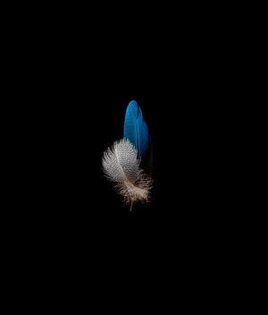 Blue and White Feather Floating Against a Black Background HD phone wallpaper