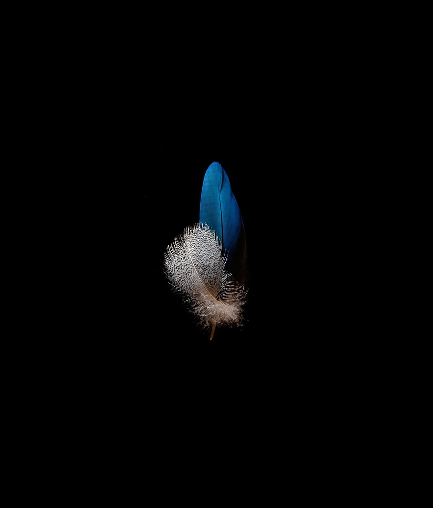 Blue and White Feather Floating Against a Black Background HD phone wallpaper