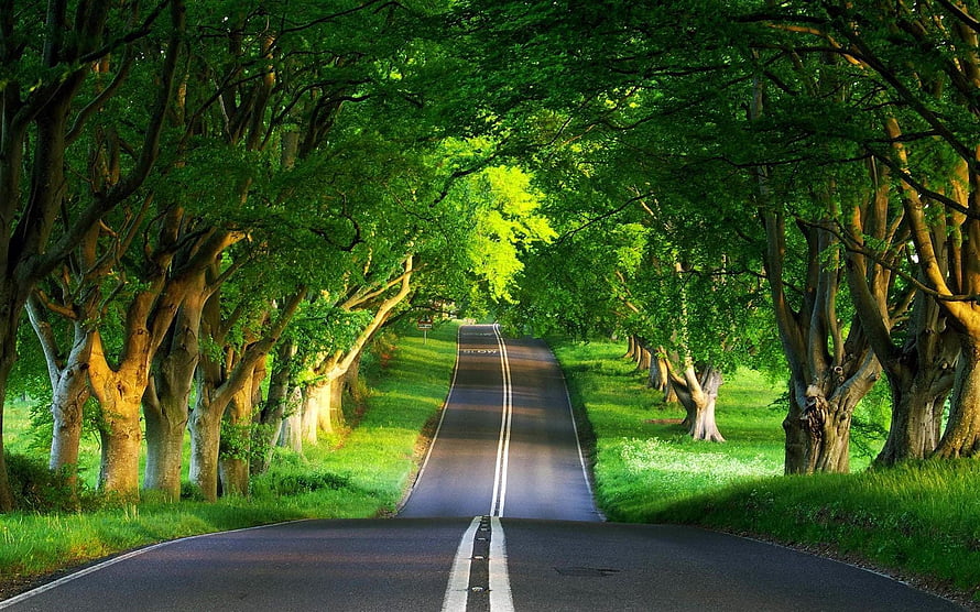 Serene Tree-Lined Country Road with Lush Green Canopy and Sunlit Path HD wallpaper