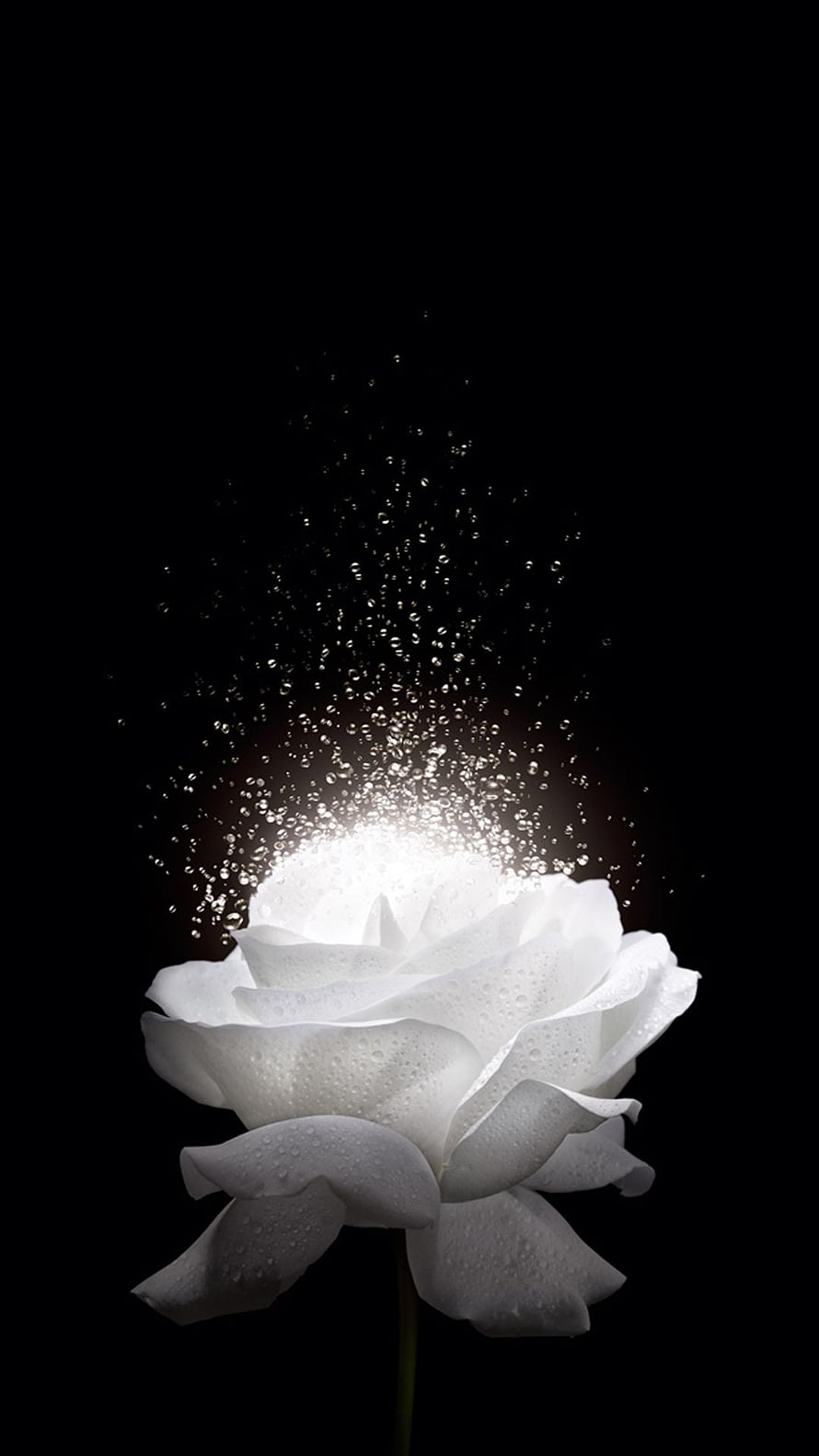 White Rose Dissolving into Glittering Particles on Black Background HD phone wallpaper