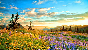 Vibrant Alpine Meadow with Wildflowers and Mountain Sunset HD wallpaper