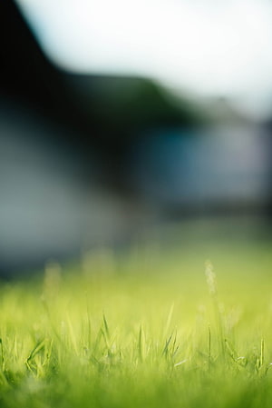 Soft Focus Green Grass Field with Blurred Background and Shallow Depth of Field HD phone wallpaper