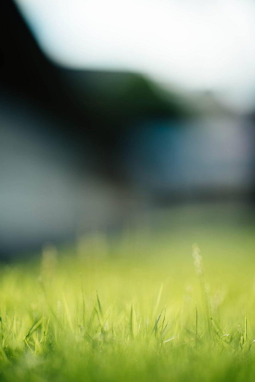 Soft Focus Green Grass Field with Blurred Background and Shallow Depth of Field HD phone wallpaper