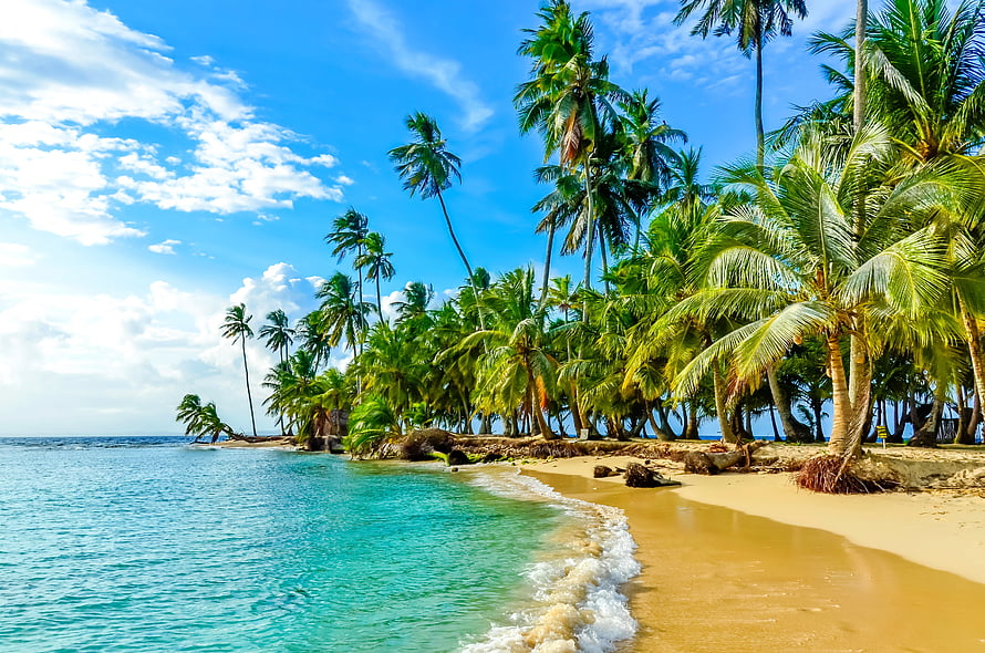Tropical Paradise Beach with Turquoise Water and Palm Trees HD wallpaper