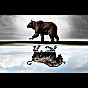 Optical Illusion of a Bear Walking and a Bull Reflection in Water HD phone wallpaper