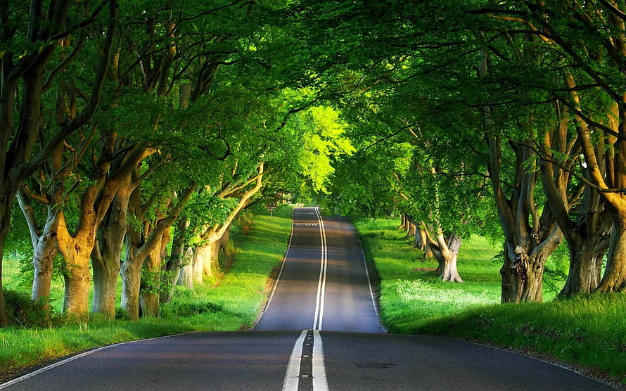 Serene Tree-Lined Country Road with Lush Green Canopy and Sunlit Path HD wallpaper