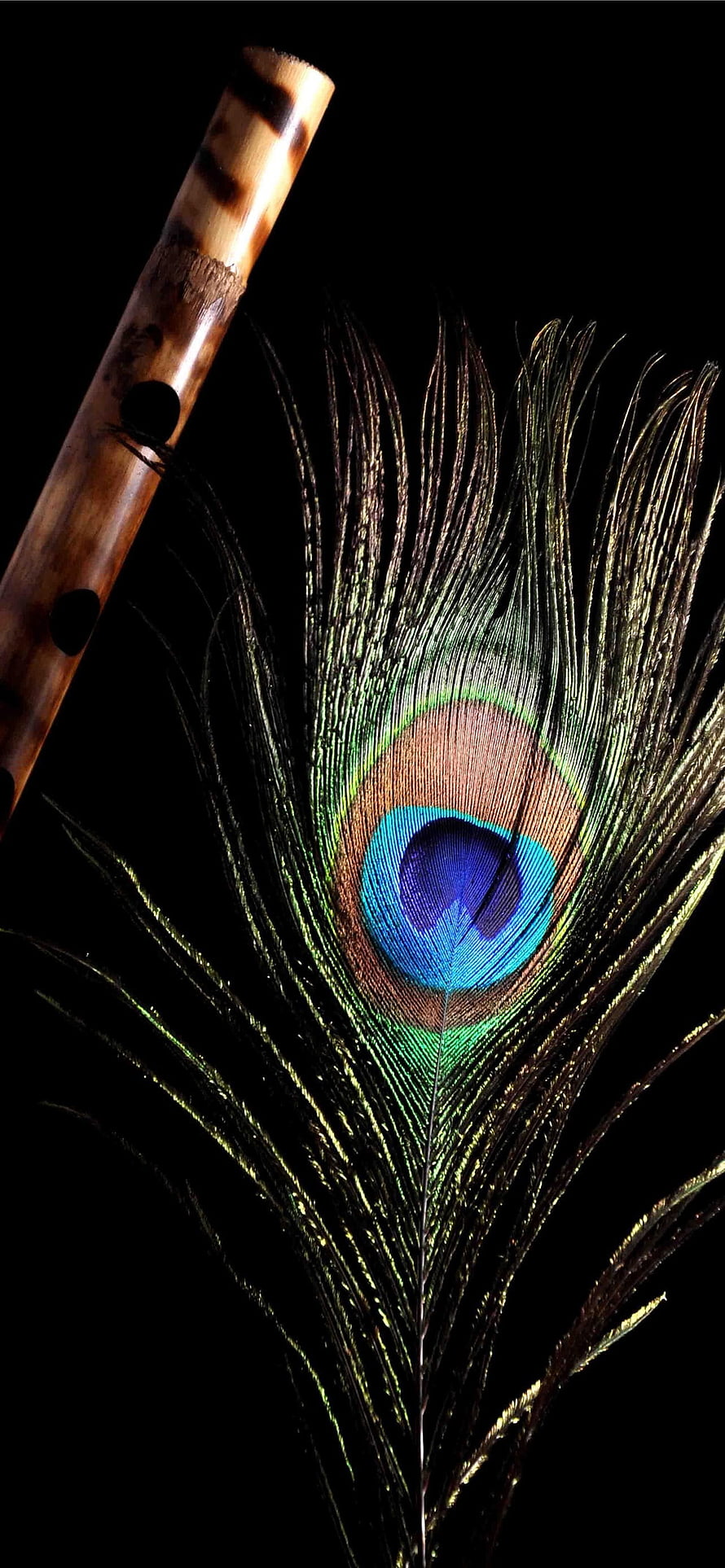 Bamboo Flute and Peacock Feather on Black Background HD phone wallpaper
