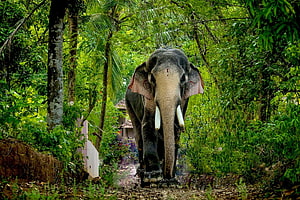 Thechikottukavu Ramachandran, a majestic Asian elephant with tusks walking through a lush green forest path in Kerala HD wallpaper