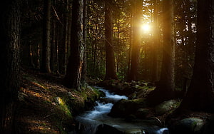 Sunlight Streaming Through Tall Trees Over a Rocky Forest Stream HD wallpaper