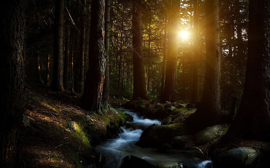 Sunlight Streaming Through Tall Trees Over a Rocky Forest Stream HD wallpaper