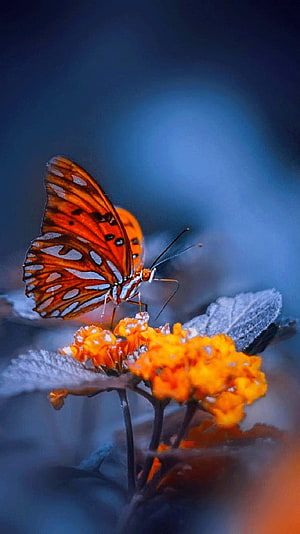 Vivid orange butterfly perched on a cluster of bright orange blossoms against a soft blue background HD phone wallpaper