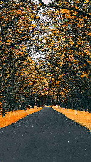 Autumn Tree Tunnel Road Wallpaper HD phone wallpaper