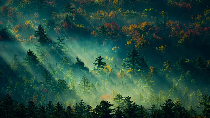 Mystical Forest Landscape With Sunbeams Piercing Through Misty Autumn Trees HD wallpaper