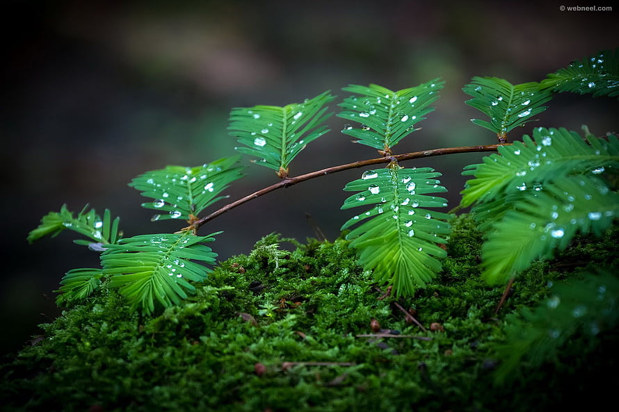 Fresh Green Fern Fronds With Dew Drops Resting On Lush Moss In A Dark Forest HD wallpaper
