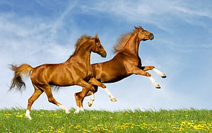 Two Chestnut Horses Galloping Across a Green Meadow Under a Blue Sky HD wallpaper