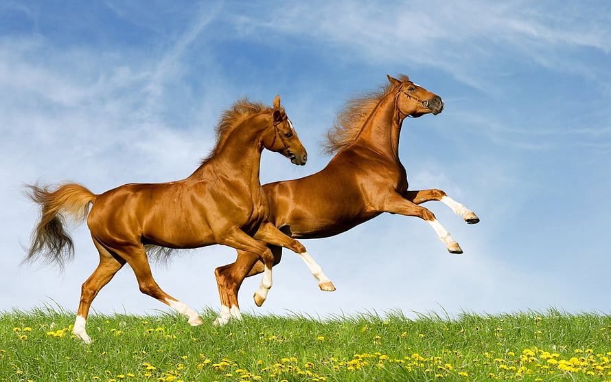 Two Chestnut Horses Galloping Across a Green Meadow Under a Blue Sky HD wallpaper