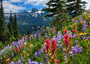 Vibrant Alpine Wildflower Meadow with Snow-Capped Mountain Peaks and Pine Forest HD wallpaper