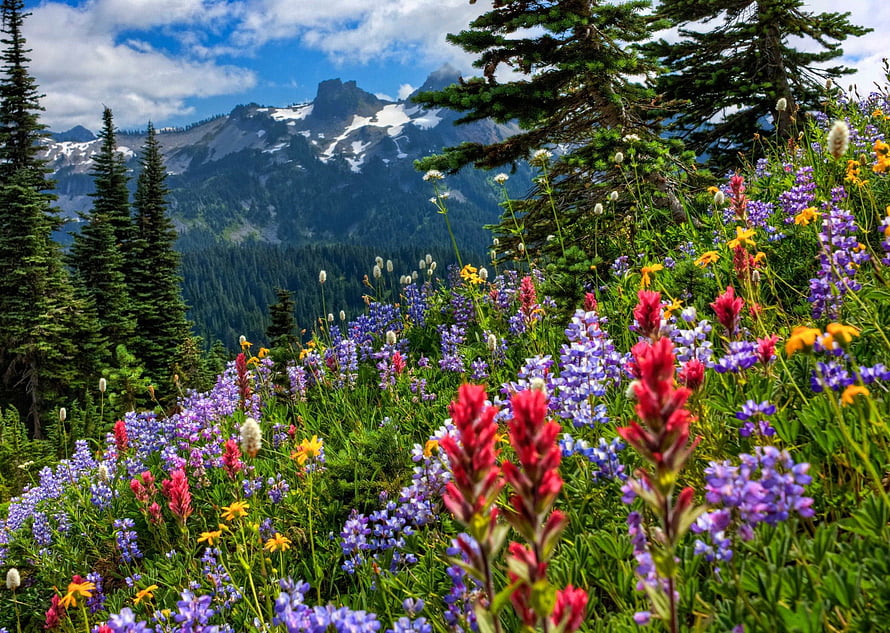 Vibrant Alpine Wildflower Meadow with Snow-Capped Mountain Peaks and Pine Forest HD wallpaper