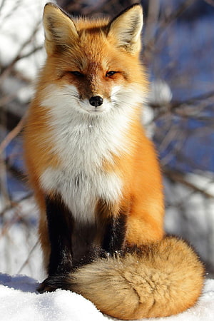 Red Fox Sitting in Snow with Fluffy Tail and Alert Ears HD phone wallpaper
