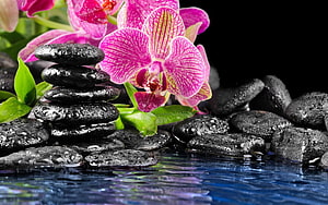 Relaxing Spa Scene with Pink Orchid and Stacked Zen Stones in Water HD wallpaper