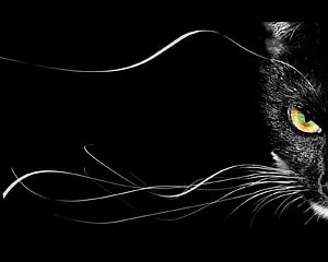 Dramatic Black Cat Portrait with Glowing Amber Eye and Flowing Whiskers on Black Background HD wallpaper