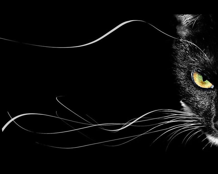 Dramatic Black Cat Portrait with Glowing Amber Eye and Flowing Whiskers on Black Background HD wallpaper
